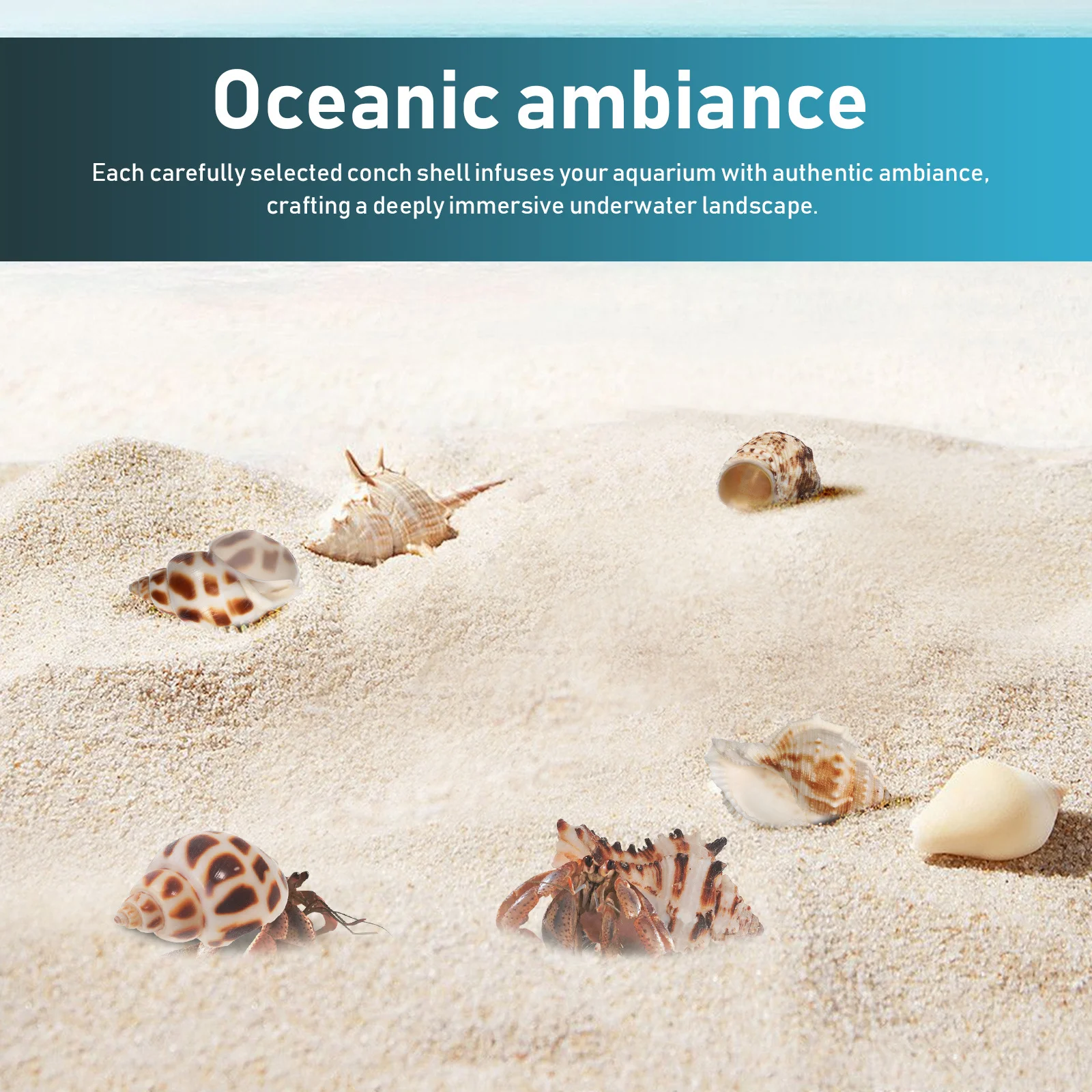 1 مجموعة الناسك كراب مخبأ جوز الهند قذيفة المأوى آمنة الزواحف إخفاء السلاحف بقية كوخ كهف الموئل صدف طبيعي الزينة #5