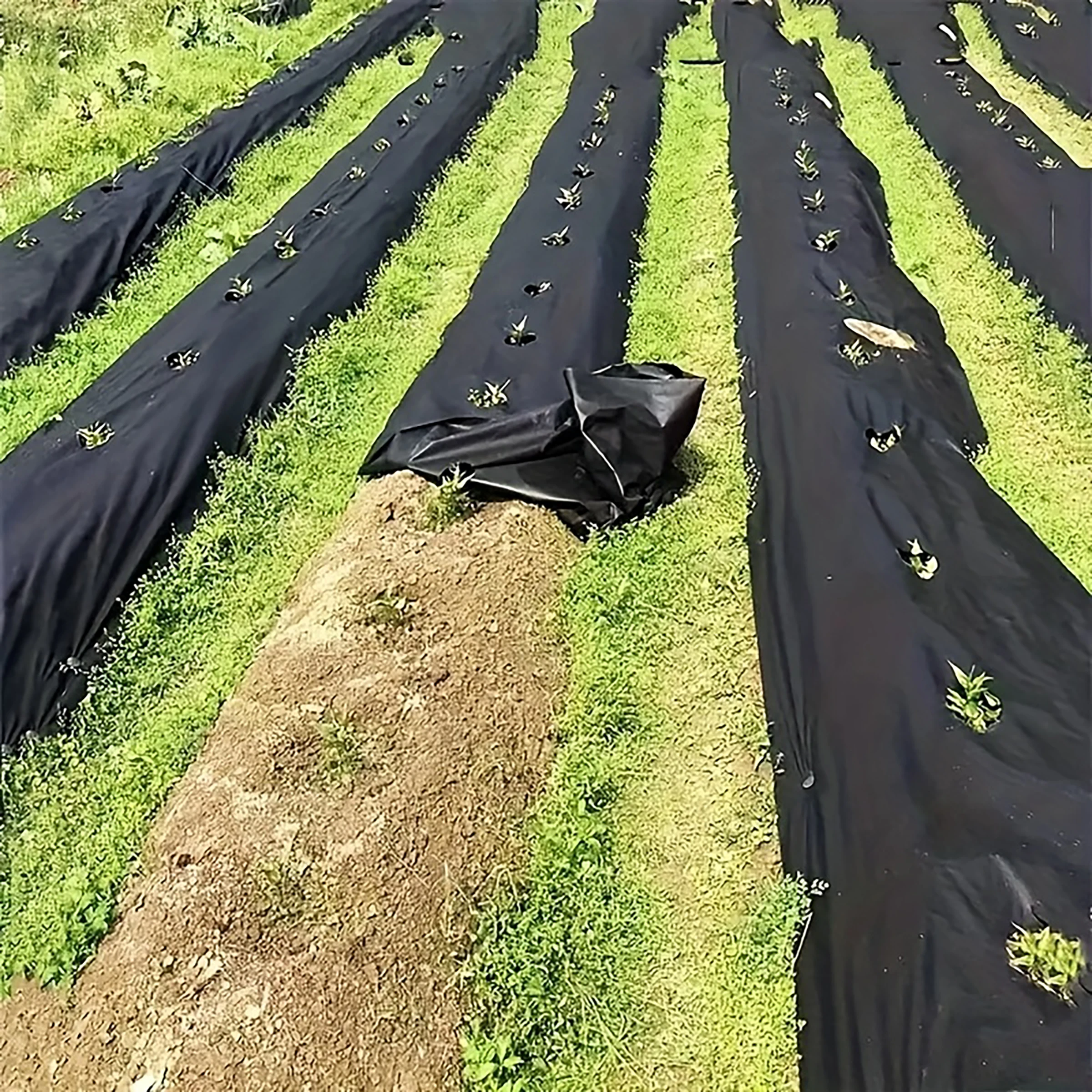 Black Grass Proof Cloth, High-Quality Agricultural Land Cloth Suitable for Vegetable Gardens, Strawberries and Other Crops