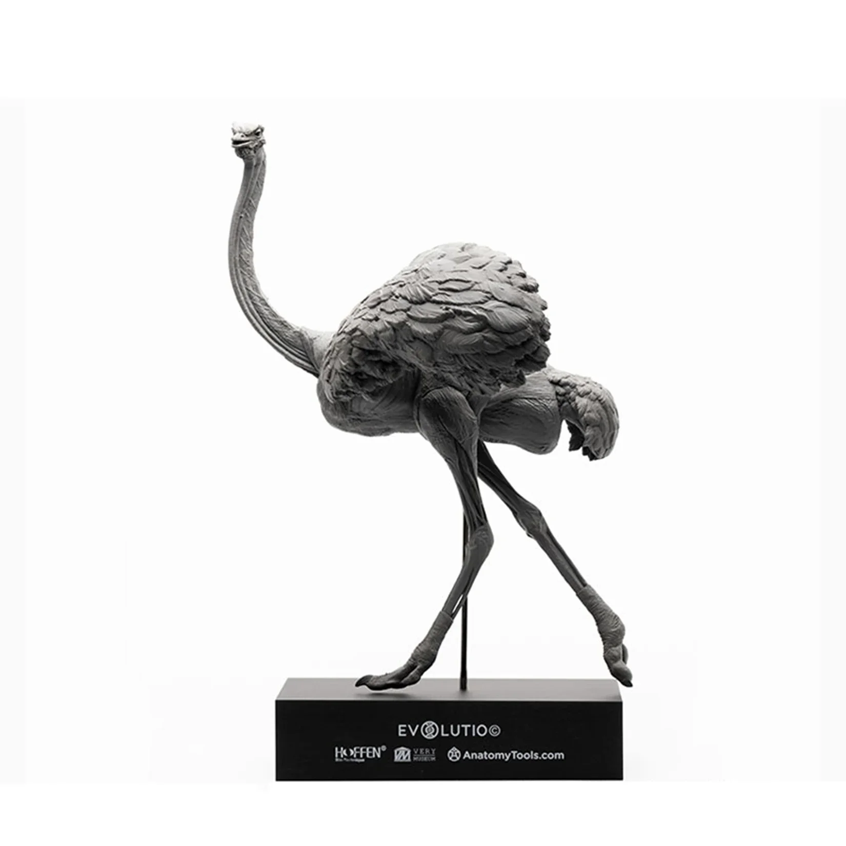 EVOLABORATORY 1/10 Ostrich Muscle Anatomy Model Wild Animal Struthio Camelus Educational Realistic Scene Decor Collector Art Toy