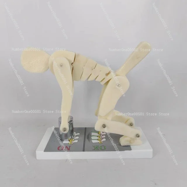 Fo Human body bending weightlifting spinal force demonstration model correct posture demonstration lumbar spine