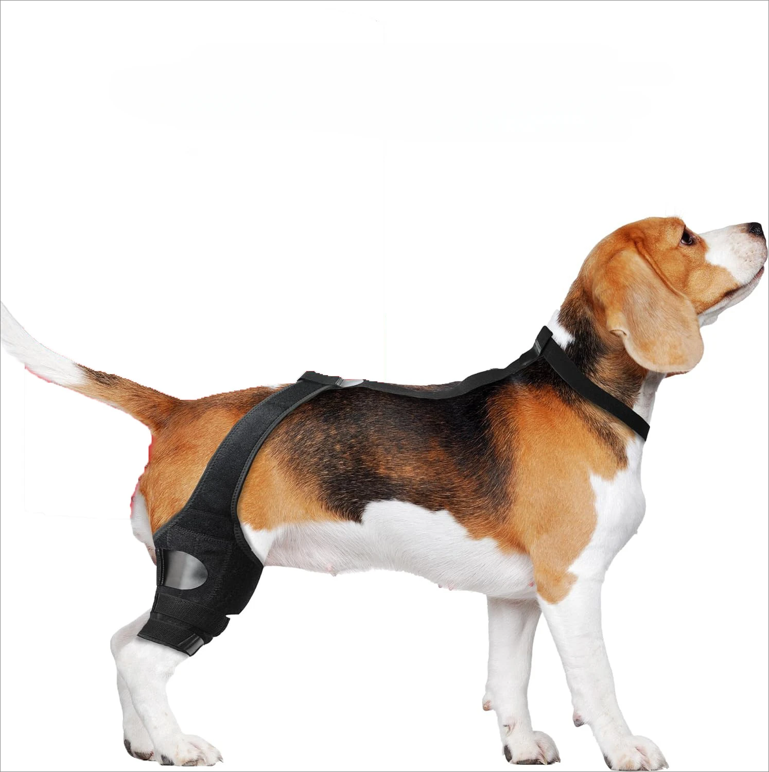 Dog Leg Support Brace Knee Hip Joint Protect Wounds Prevent Injuries Canine Aid And Ligament Rehabilitation For Pets Accessories