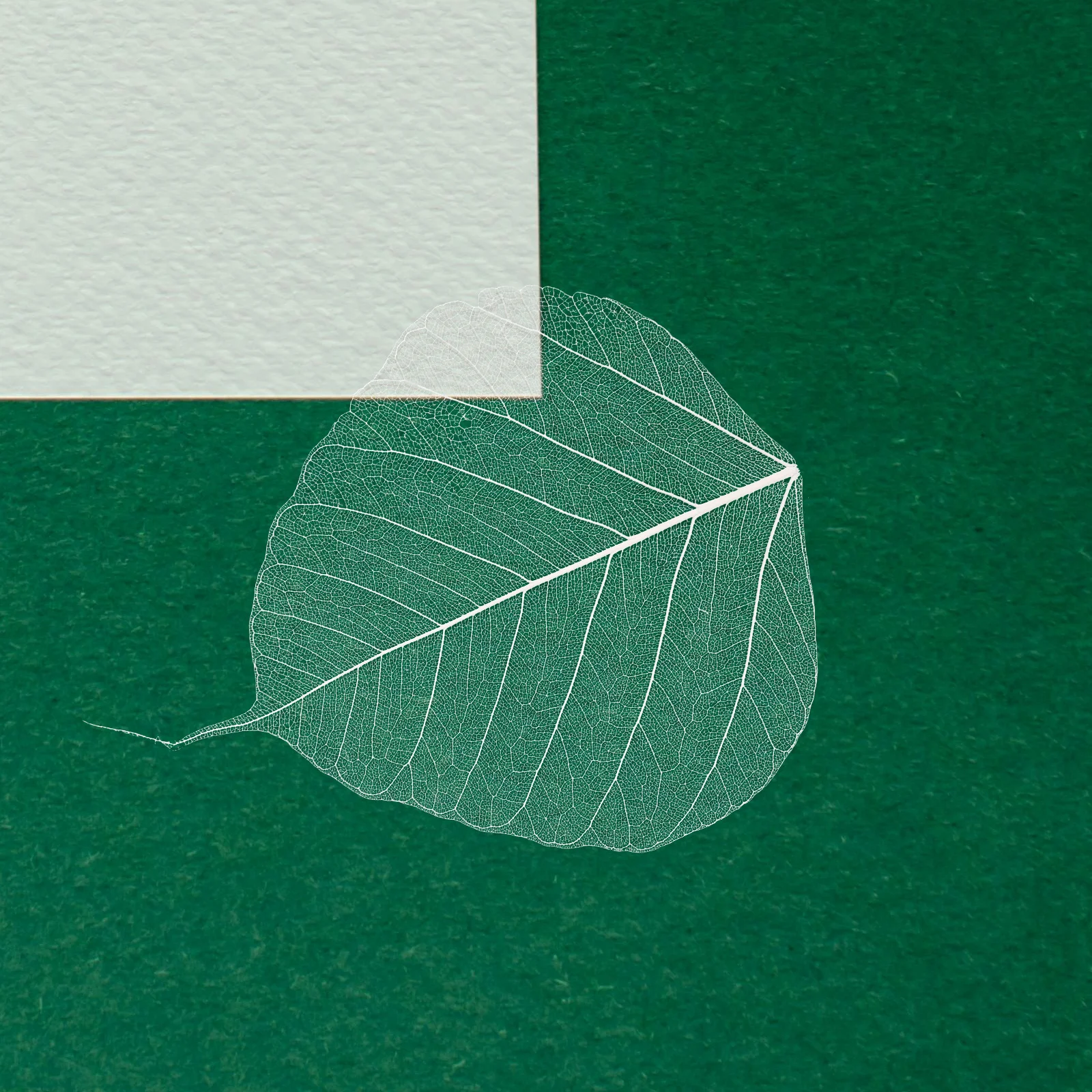 20 Pcs Decor Bookmark Accessory Leaves for Craft Project Natural Dried Specimen Baby