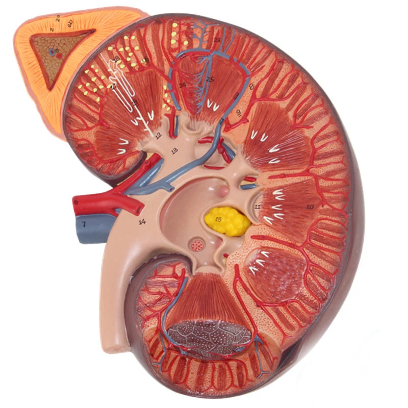 نموذج تشريحي للكلية البشرية الكلى مع الغدة الكظرية نموذج جراحة المسالك البولية أمراض الكلى الطبيب-نموذج اتصال المريض