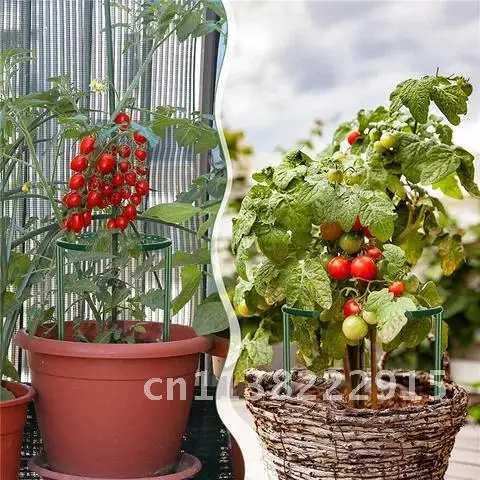 

Plant Plastic Support Pile Stand Semicircle Green House Tomato Flower Bonsai Orchard Fixing Rod Support Frame Garden Supplies