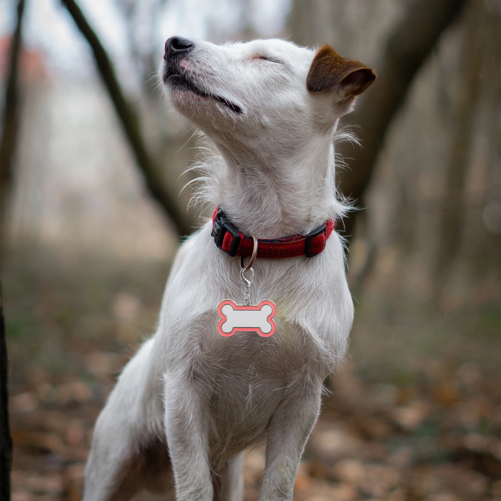 

2 Pcs Pet ID Tags Stainless Steel Sublimation Dog Blanks Custom Name Tag For Dog Collar Durable Rust Resistant Metal