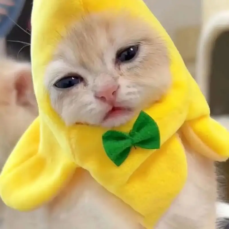 Costume da gatto cappello a Banana adorabile copricapo per animali domestici cappuccio berretti per gatti divertente Cosplay Prop abbigliamento di