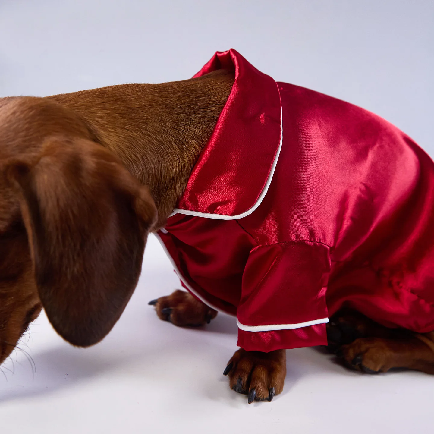 Monos de seda para perros pequeños y medianos Badger, Dachshund