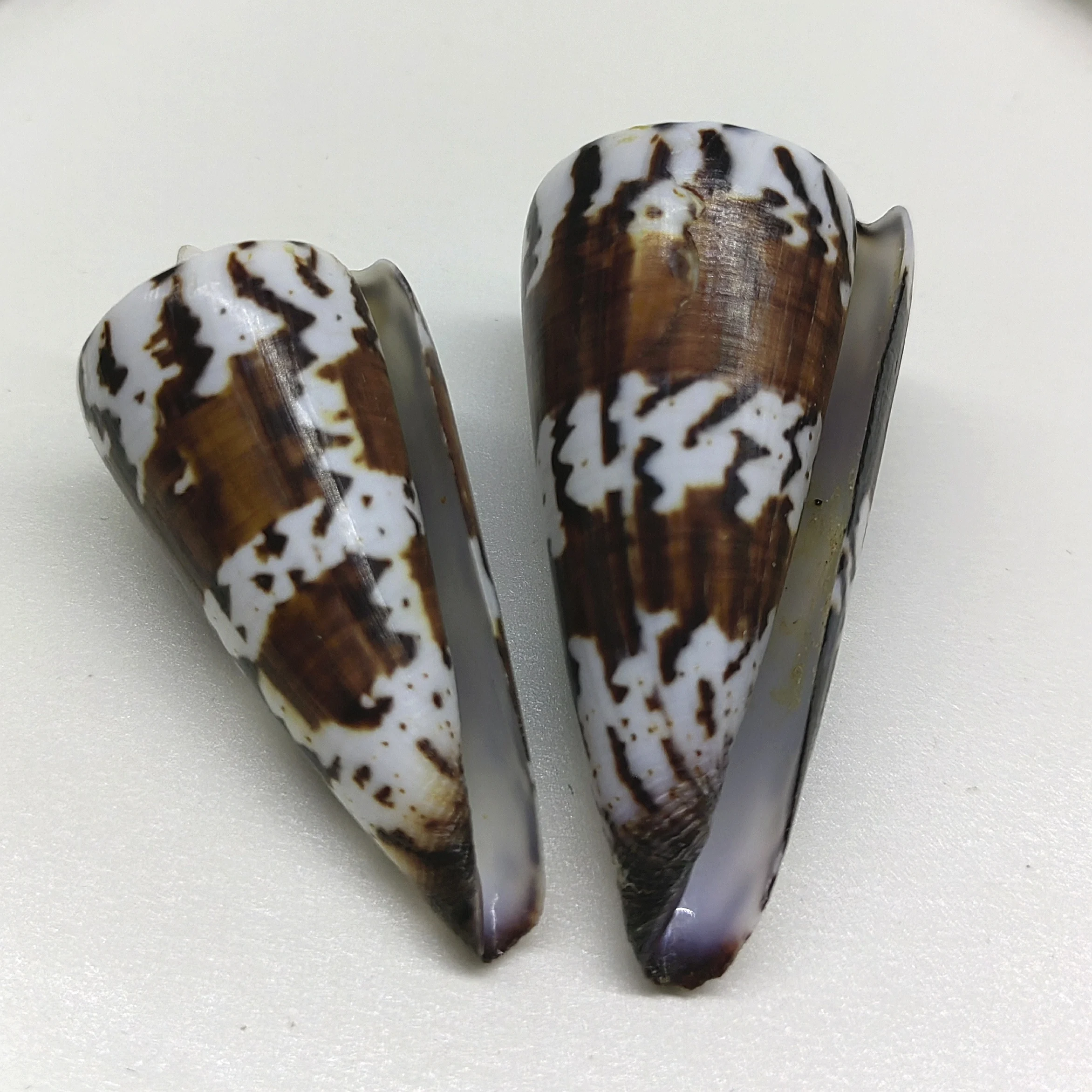 Natural Conus Marmoreus Conch Shells Hebrew Marble Cone Conch Snail Ornaments Fish Tank Aquarium Landscaping Decoration 5-6cm