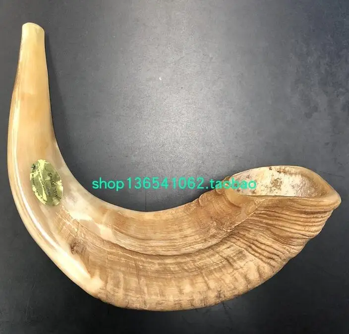 Israel Shofar Judaism 48 CM Big Sheep Horn