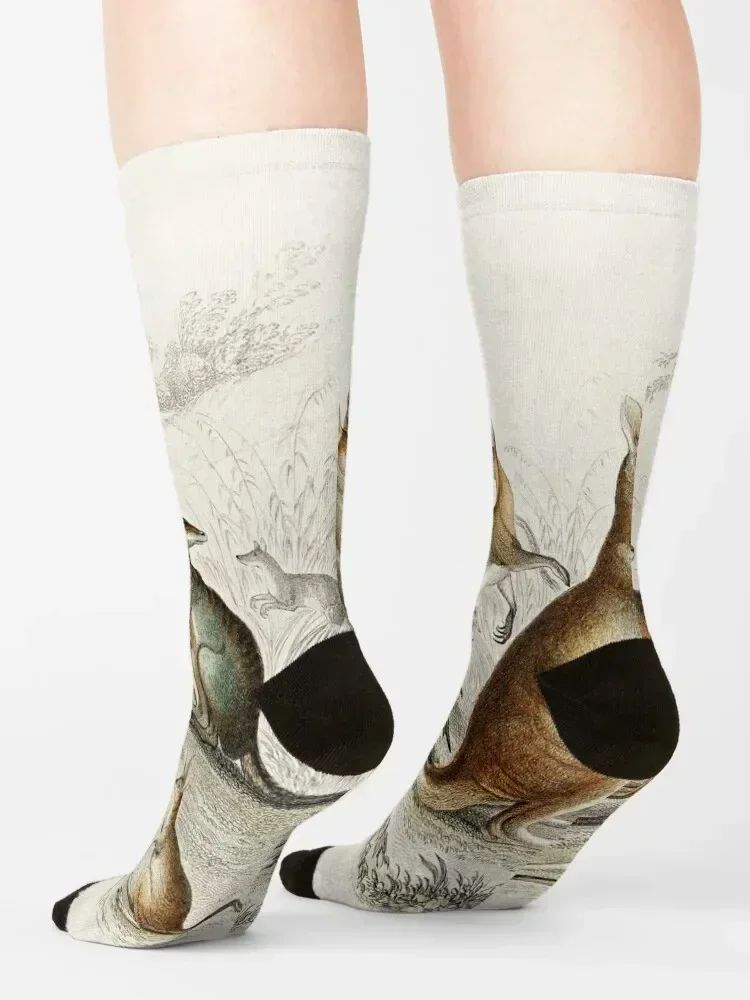 Kangaroos on the Loose - Vintage Scientific Illustration Socks halloween Soccer set christmass gift Socks Women's Men's