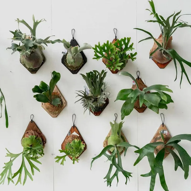 New Wooden Staghorn Fern Wall Mount Board Dendrobium Planting Board Orchid Fern Plant Bed Board Gardening Hanging Board Decor