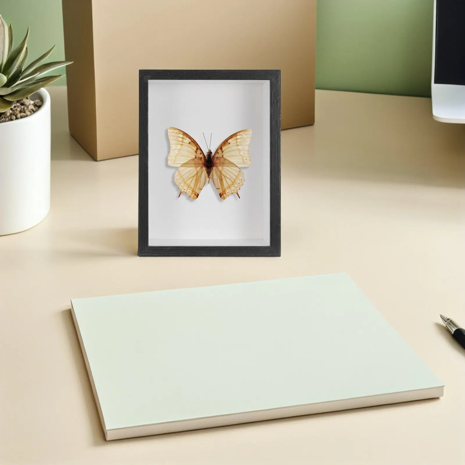 Insect Display Box Black High Transparency Bug Collection Case Shadow Box for Butterfly Dragonfly Specimens Educational Home
