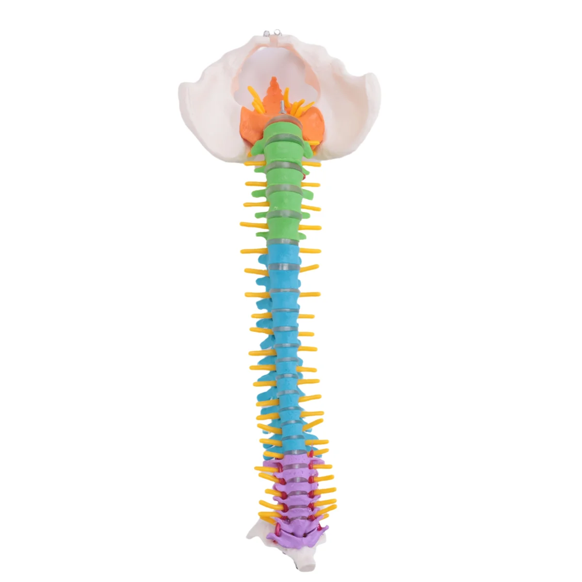 45Cm with Pelvic Human Anatomical Anatomy Spine Spinal Column Model Teaching Resources for Students