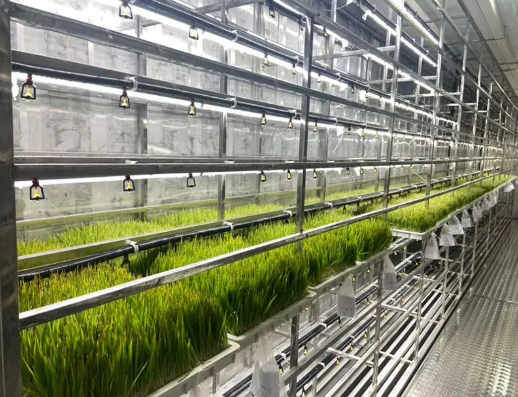 Sistema di ricerca idroponica Contenitore di spedizione idroponico verticale Sistema di coltivazione della forcella agricola per mangimi di animali