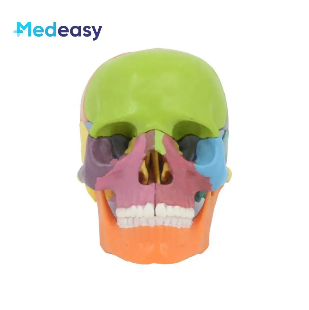 15 PCS/SET 1:2 4D Detachable Color Mini Skull Anatomy Model 15 Parts Medical Science Teaching Anatomical Model