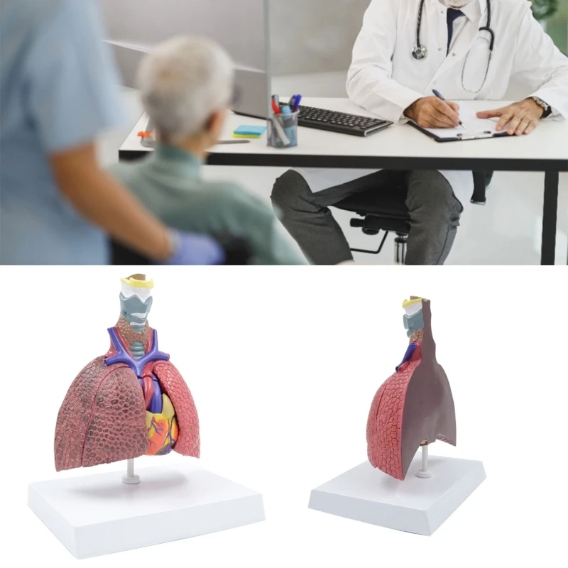 YYDS Respiratory System Anatomy Model Shows Details of Thyroid, Heart,Lungs