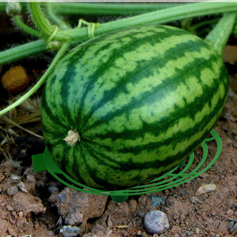 Soporte de sandía, suministros de invernadero, soporte para plantas, plantas de jardinería al aire libre, suelo, fruta, jardín, accesorios de cultivo, soporte para dispositivos