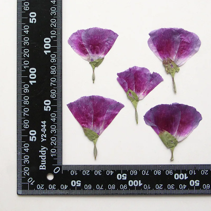 

120pcs Pressed Dried Malva sinensis Cav Flower Herbarium Jewelry Postcard Bookmark Frame Phone Case Face Makeup Lamp Card DIY