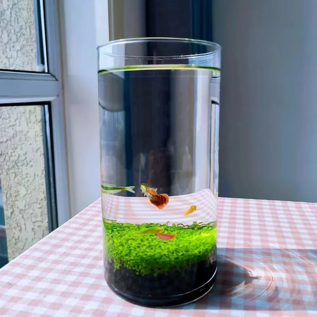 Straight Ecological Fish Tank Floor To Ceiling Vase, Circular Hydroponic Culture