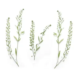 16~22CM Long/ Real Natural Pressed Dried Flowers Garden Cress Branch,Dry Press Green Bell Grass for Epoxy Resin,Candle Making
