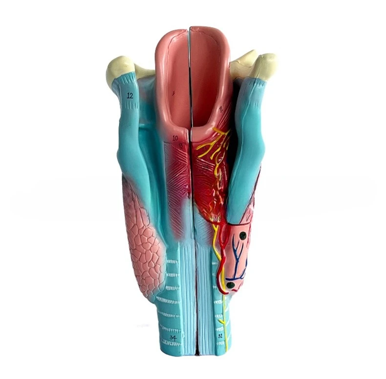 

Throat model 2 times enlargement specimen Thyroid throat blood vessels Adam's Head Hospital teaching model