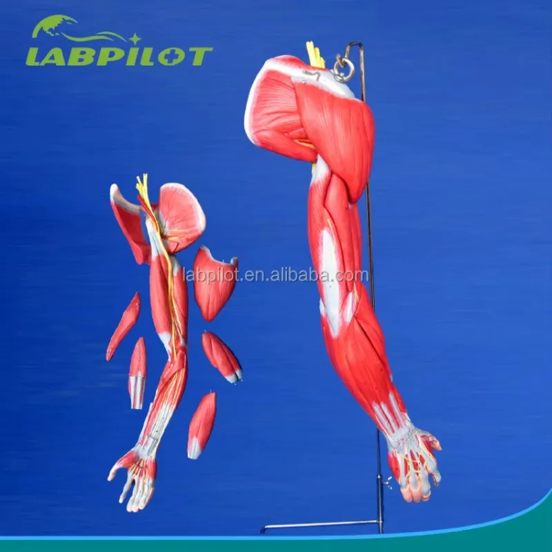 

unique Detailed 6 Parts Upper Limb Muscles Anatomical Model