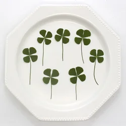 12pcs/1.5-3.5cm,Green Lucky Four Leaf Clover pressed dry flower Phone Lanyard Glass Pendant Keyring Accessories Gifts nail art