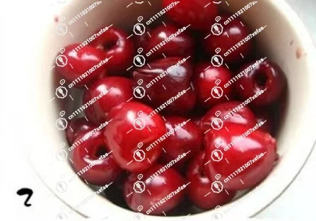 Popular Stainless Steel Fruit Pit Remover Cherry Pit Remover Cutting Machine Cherry Pit Remover