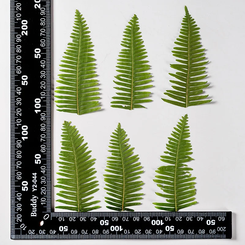 

Pressed Dried Green Dicranopteris dichotoma Leaf Herbarium For Epoxy Resin Jewelry Making Bookmark Face Makeup Nail Art Craft