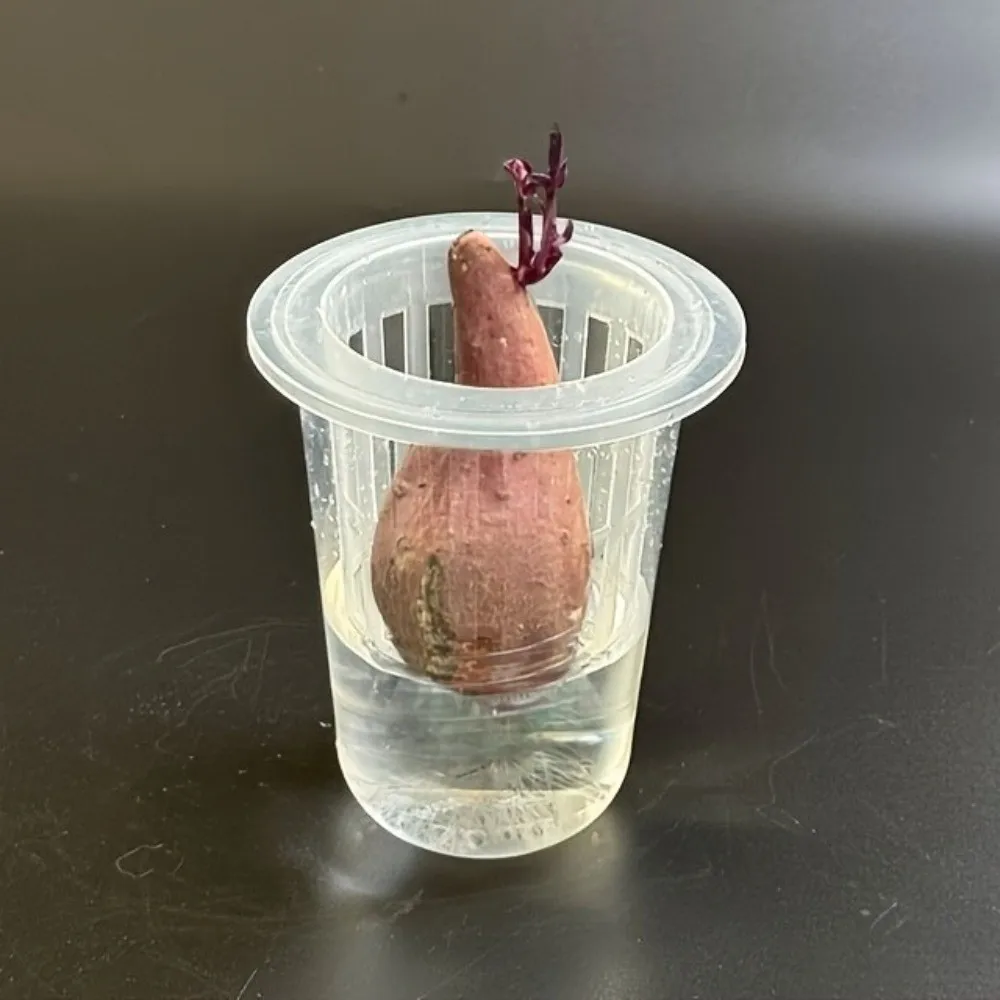 Transparent Plastic Hydroponic Mesh Cups Root View Cups Vegetable Nursery Plant Nursery Pot Planting Container Plant Propagation