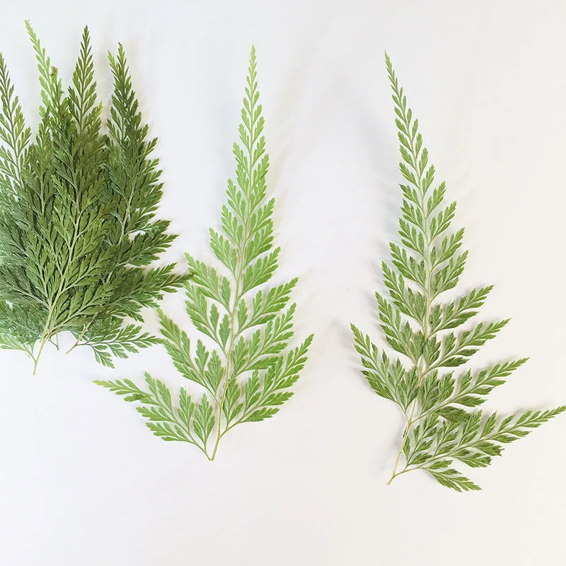 100Pcs Natural Pressed Green Fern Specimens in Various Sizes, Plant Specimen Coasters, Frame Specimens, Handmade Leaf Stickers, Phone Case Pressed Flowers, Table Lamp Resin Dried Flowers, Pressed Flowers