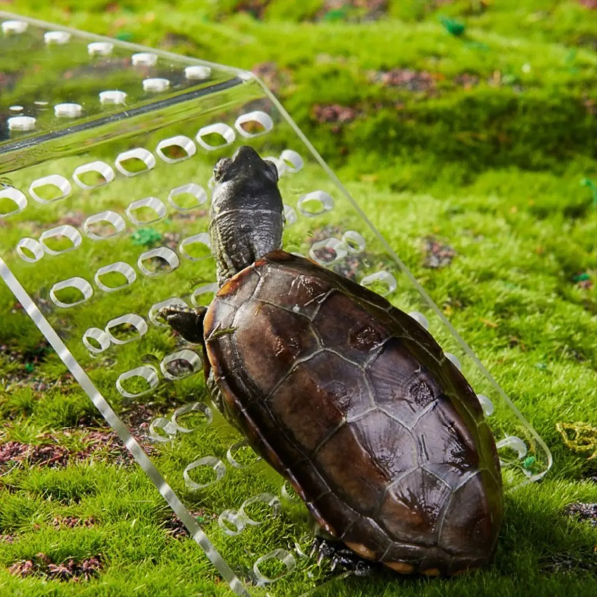 ABFW New Hanging Turtle Basking Platform Transparent Perforated Climbing Platform with Wide Hook for Small & Medium Turtle
