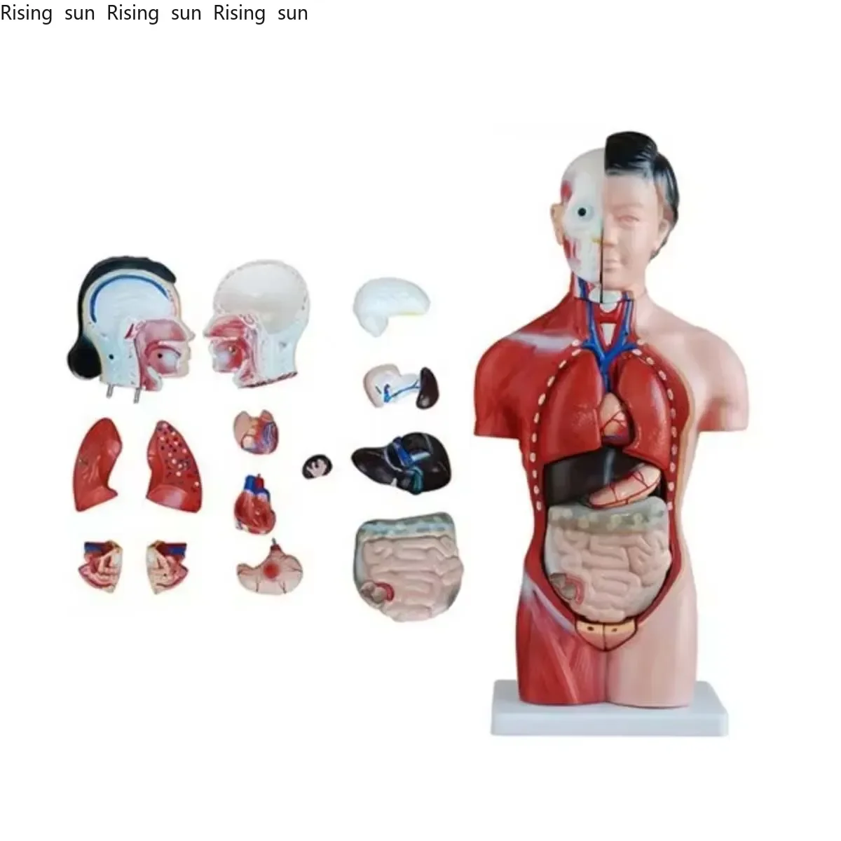 2025.4 42cm 15parts Female Torso Model, Human Anatomical Model