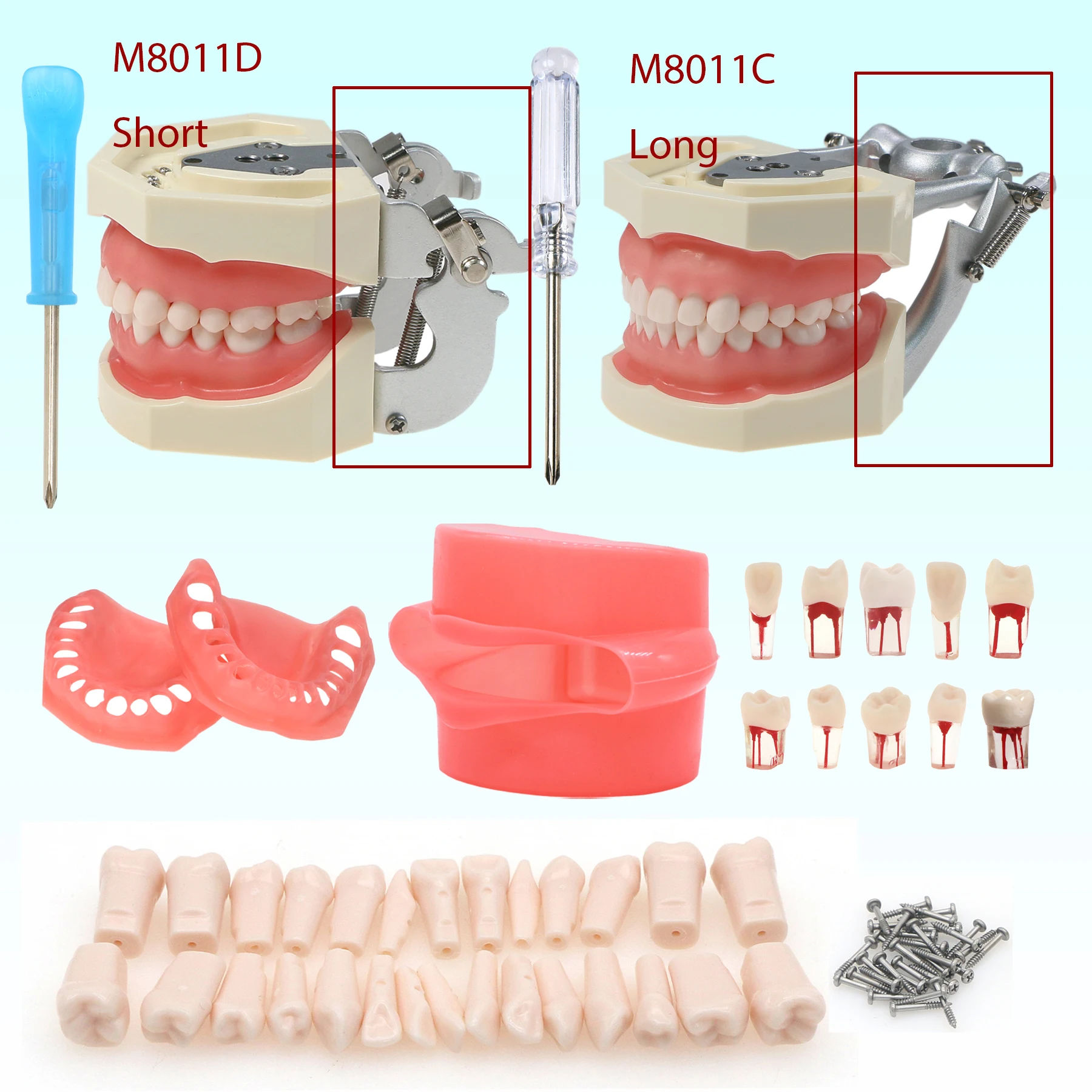

Dental Typodont Endo Root Canal Practise 28 pcs Removable Teeth Long/Short Jaw Frame Practice Model fit Kilgore Nissin 200 Type