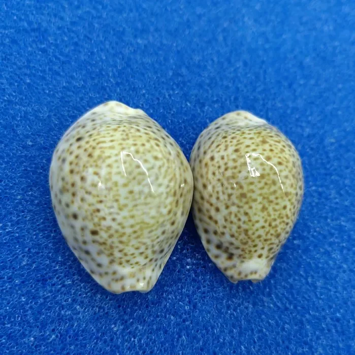 2 Pcs Natural EYED COWRIE Conch Seashell Rare Sea Shells Home Decoration Accessories Aquarium Decoration Shell Decoration Crafts