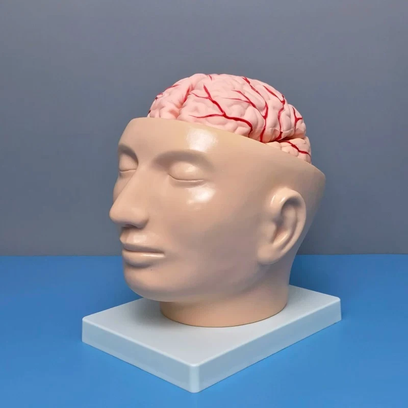 Human Craniocerebral Model Head with Cerebral Artery Distribution Cerebellum Detachable Intracranial Anatomy Teaching