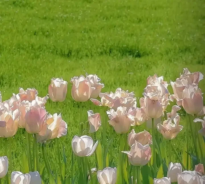 

A 12.1" LCD Screen Radio For Chevrolet Tahoe Suburban For GMC Yukon 2015 - 2020 GPS Carplay Android Car Multimedia Video Player