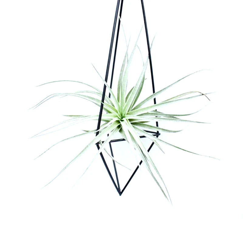 Geometric Air Plant Holder 3D Visual Effect Modern Tillandsia Pot Container Hanging Planter Metal Plant Flower Air Plant Rack