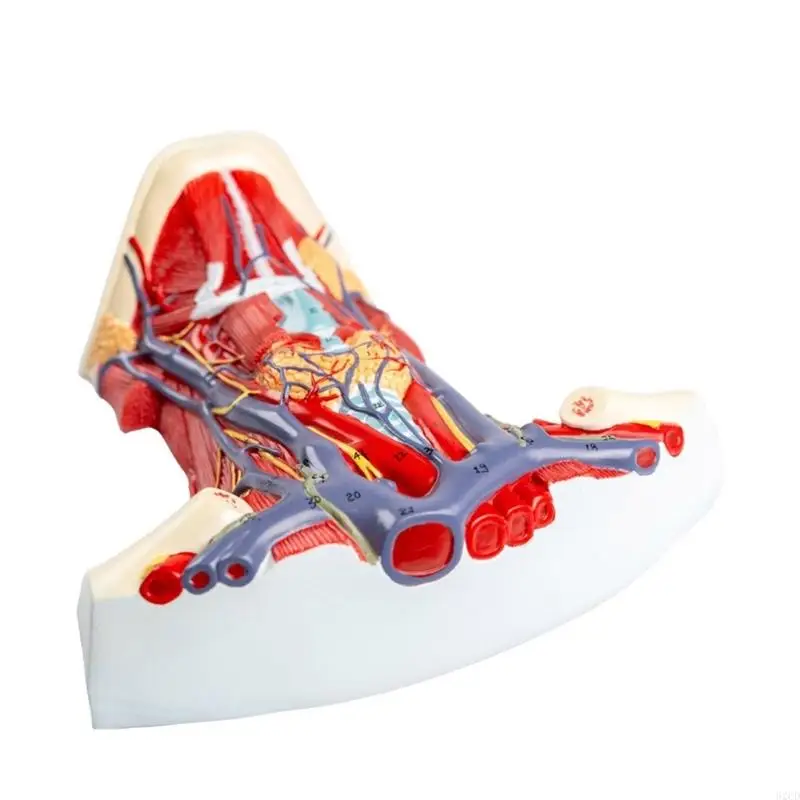 

2025 New Human Cervical Muscle Anatomy Model for Disease Study, Human Neck Muscle Anatomy Model Medical Teaching Aids