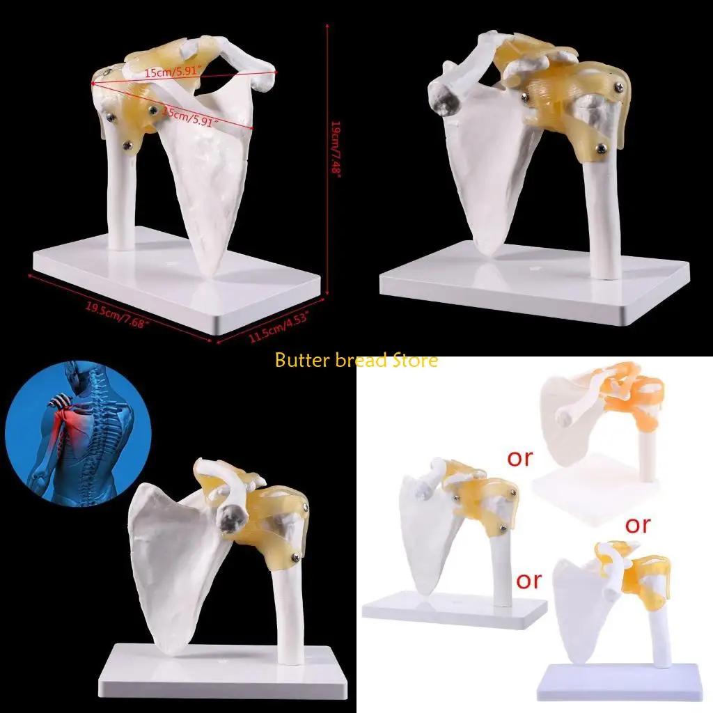 W89C Functional Anatomical Life Size Human Anatomy Skeleton Shoulder Joint Bone Muscl