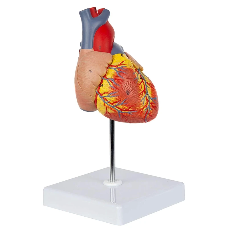 Heart Model, 2-Part Deluxe Life Size Human Heart Replica With 34 Anatomical Structures, Includes Mounted Display Base