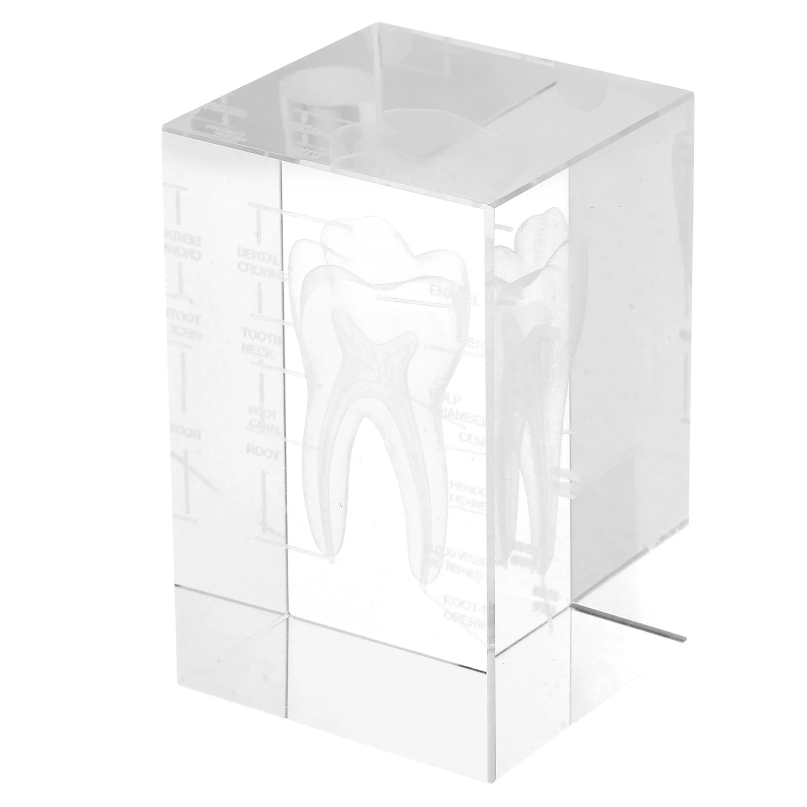 

3D Human Tooth Anatomical Crystal Glass Cube Transparent Engraved Structure Educational Medical Teaching Decor