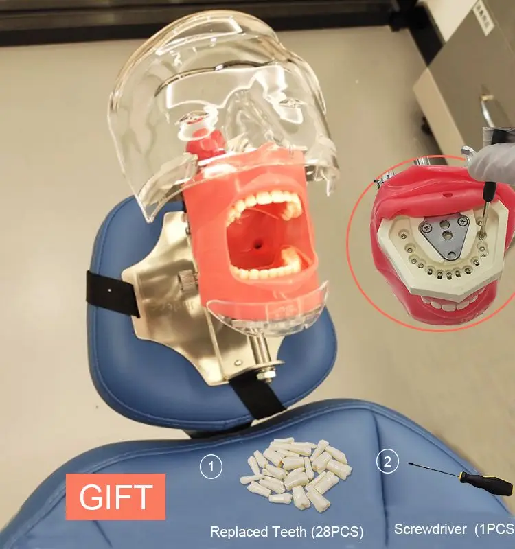 Dental Simulator Phantom Head Replace Teeth Model Can Installed On The Pillow Of The Dental Chair For Dentist Teaching Practice