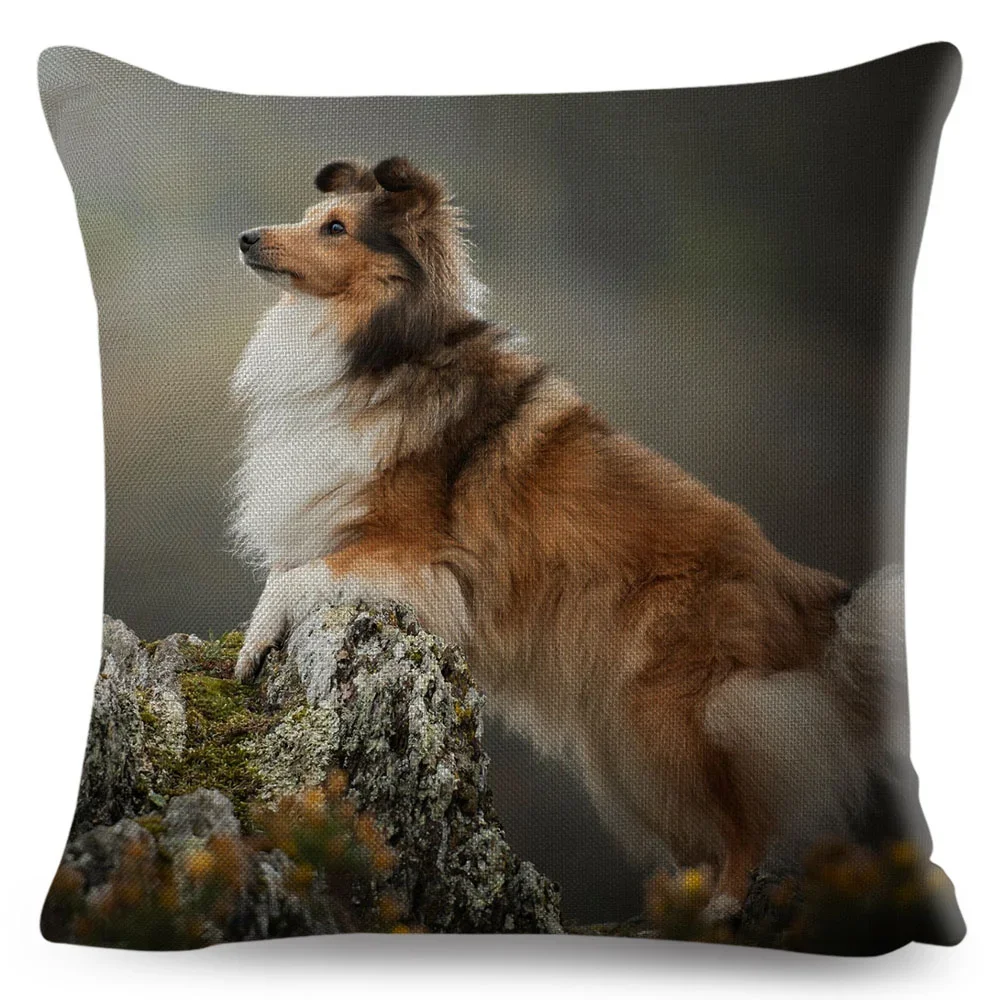 Shetland Sheepdog L…