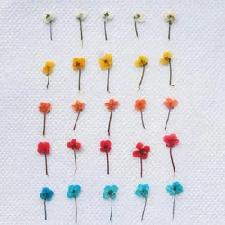 60pcs Pressed Dried Mini Lobularia Maritima Flower Plant Herbarium For Jewelry Postcard Invitation Card Making Accessories