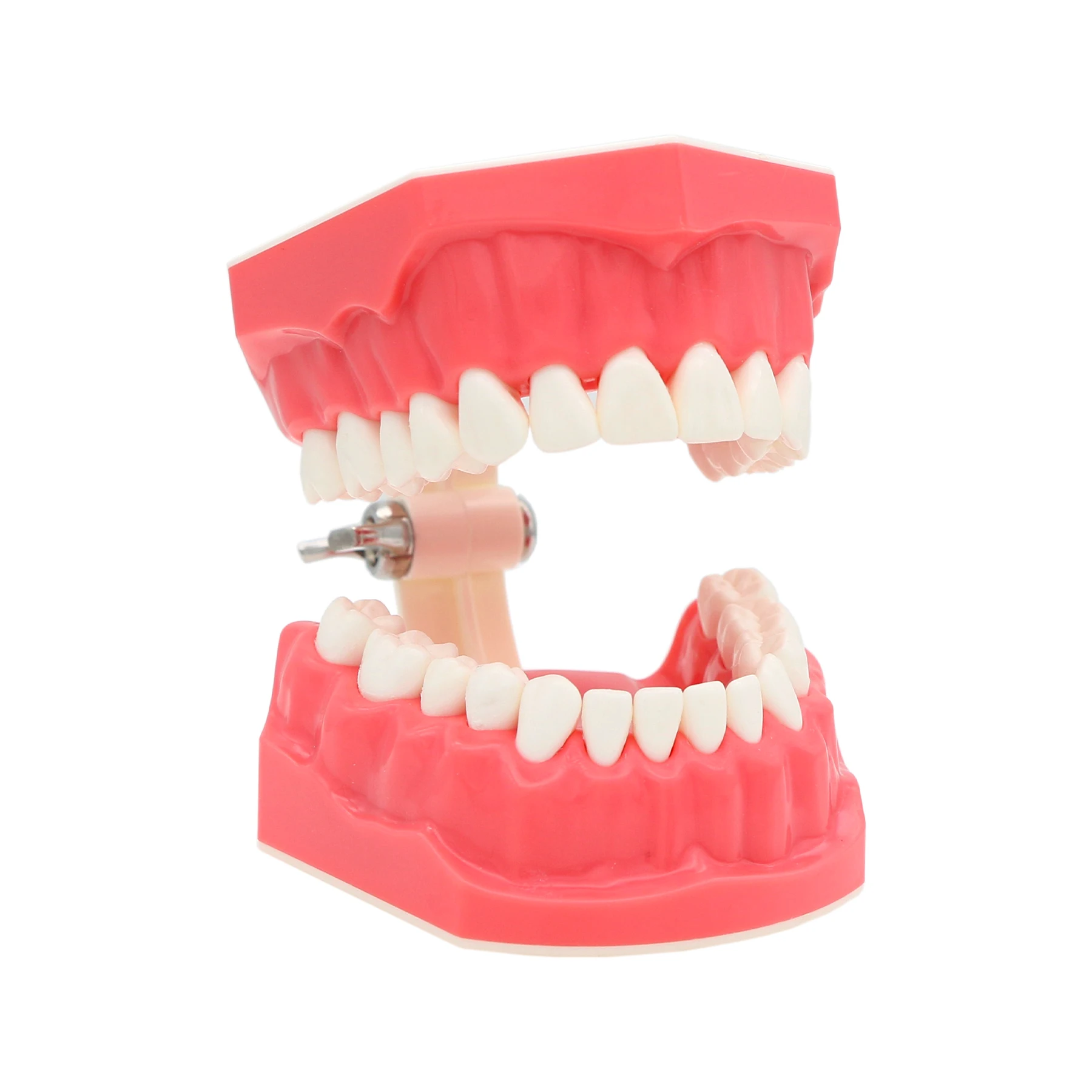 Dental Typodonts Teeth Model Orthodontic Teaching Study Demonstration Tool Model Standard Dentist student Model for Teaching