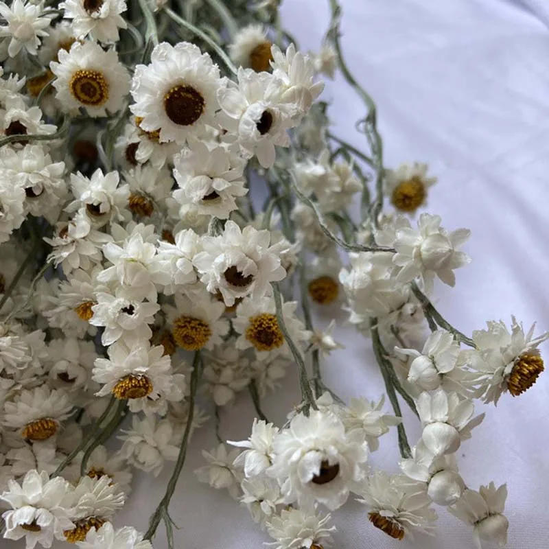 DIY Wedding Flower Arrangement 60pcs Flower Heads Real Natural Dry White Cineraria Flower Bouquet Home Room Table Decoration