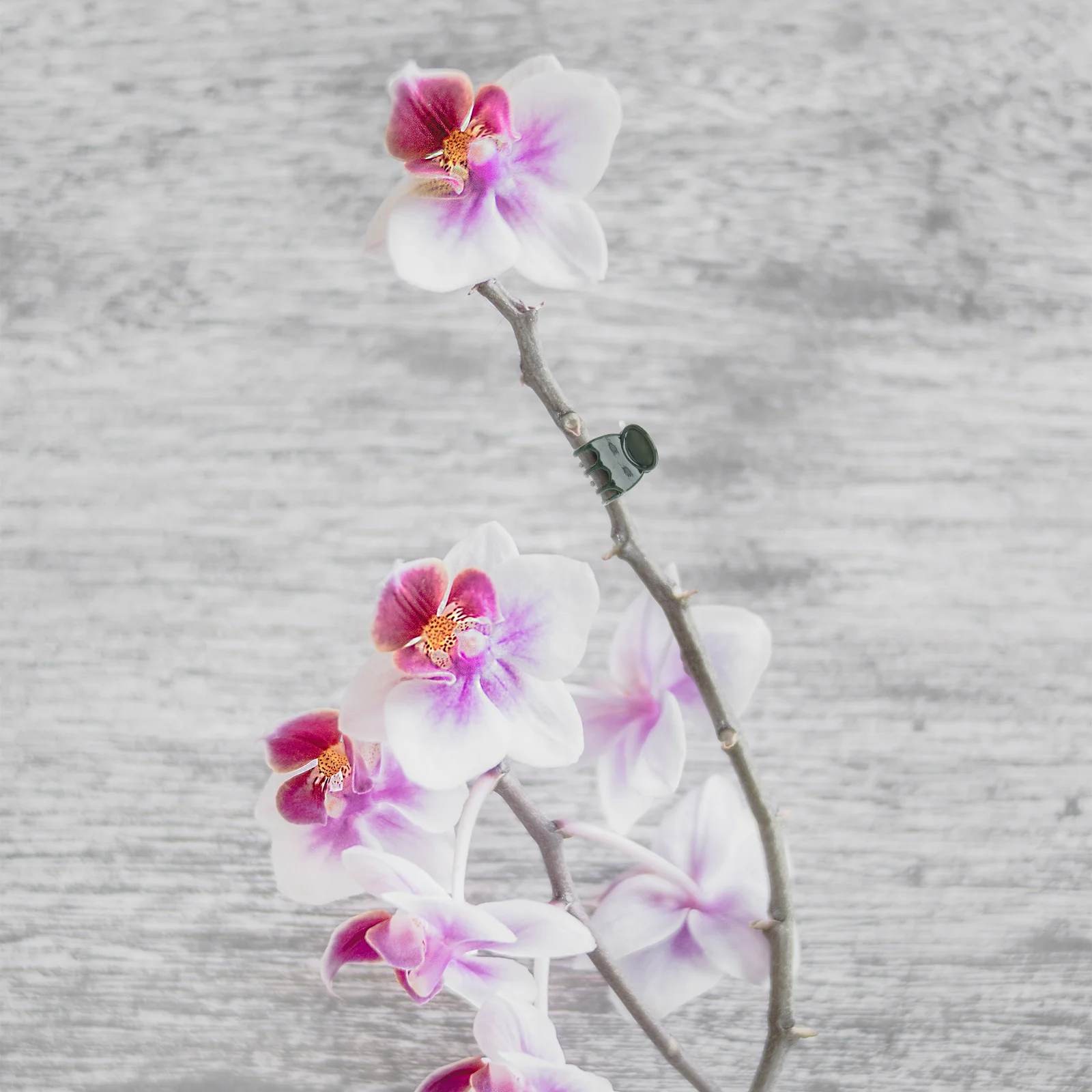 

100Pcs Orchid Clips Plastic Plant Support Clips for Garden Flower Vine Stem Support and Protective Plant Grippers