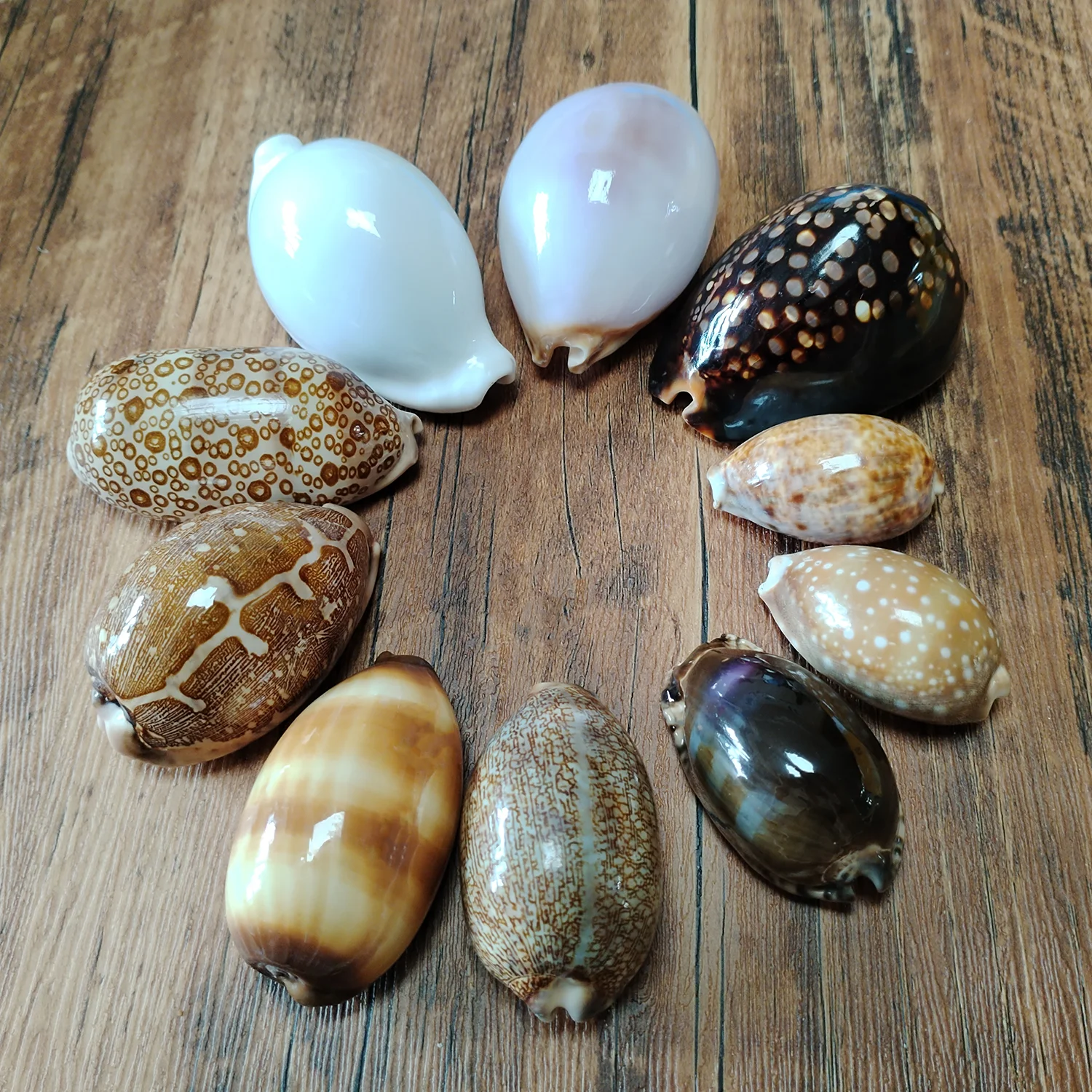 Natural Cowrie Shells, Colorful Polished Cowry Seashells for Vase Filler, Aquarium Landscaping and DIY Crafts Unique Gifts