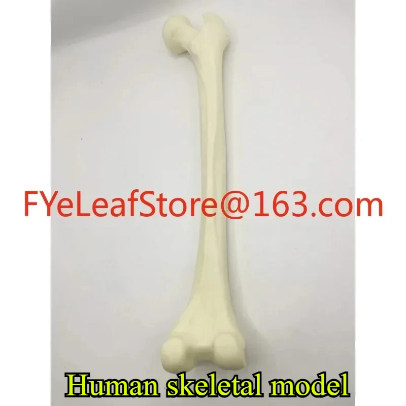 forSimulated Bone of Femur Sawbones Pseudobone Workshop Preoperative Practical Training Exercise Human thigh-bone skeleton.